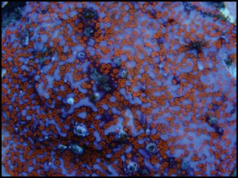 Montipora Tuberculosa (Bleu W/ Vert Polypes)1