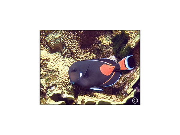 Acanthurus achilles