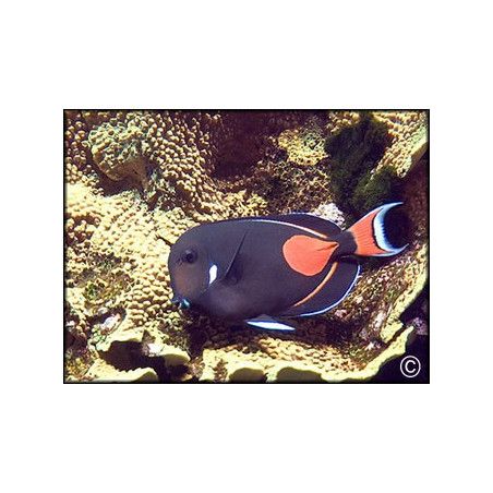 Acanthurus achilles