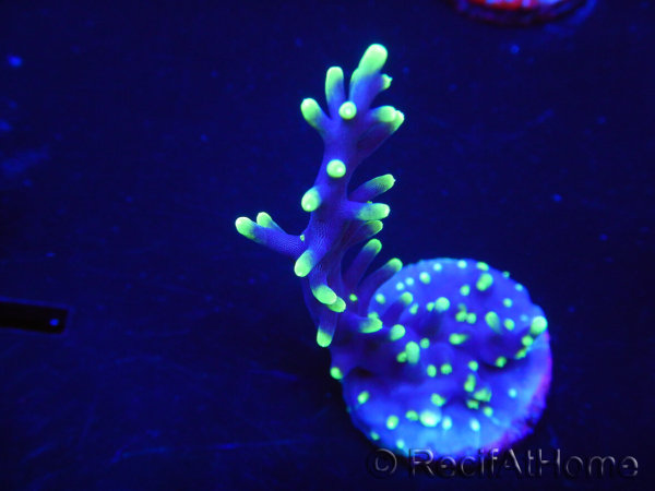 WYSIWYG RAH Acropora carduus Black Dragon 5W6