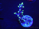 WYSIWYG RAH Acropora carduus Black Dragon 5W6