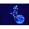 WYSIWYG RAH Acropora carduus Black Dragon 5U4