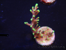 WYSIWYG RAH Acropora carduus Black Dragon 5W6