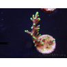WYSIWYG RAH Acropora carduus Black Dragon 5U4