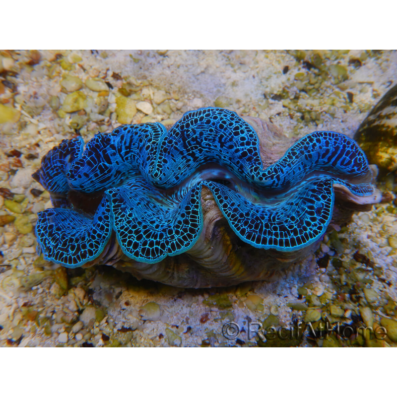 WYSIWYG Tridacna maxima XL Bénitiers A1 (13 cm) 