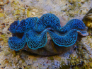 WYSIWYG Tridacna maxima XL Almejas A1 (13 cm)