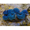 WYSIWYG Tridacna maxima XL Clams A1 (13 cm)