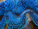 WYSIWYG Tridacna maxima XL Almejas A1 (13 cm)