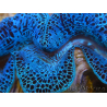 WYSIWYG Tridacna maxima XL Benitieri A1 (13 cm)