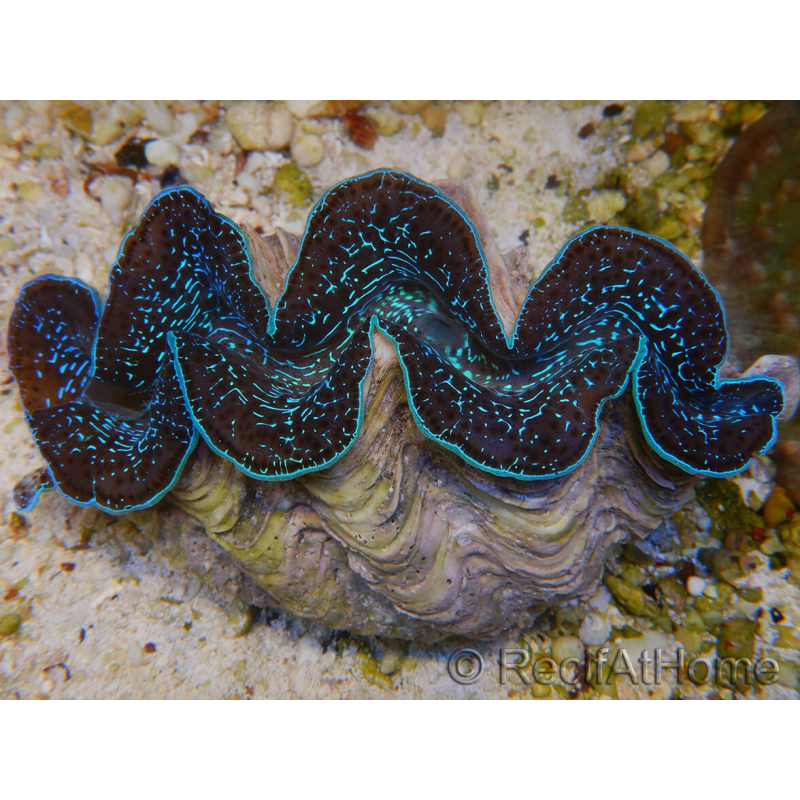 WYSIWYG Tridacna maxima XL Benitieri A2 (11 cm)