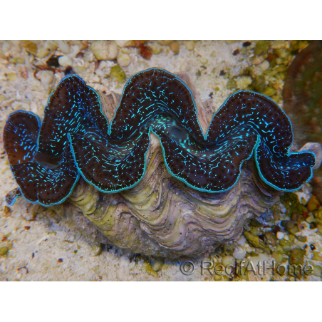 WYSIWYG Tridacna maxima XL Bénitiers A2 (11 cm) 