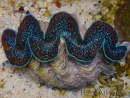 WYSIWYG Tridacna maxima XL Clams A2 (11 cm)