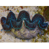 WYSIWYG Tridacna maxima XL Bénitiers A2 (11 cm) 