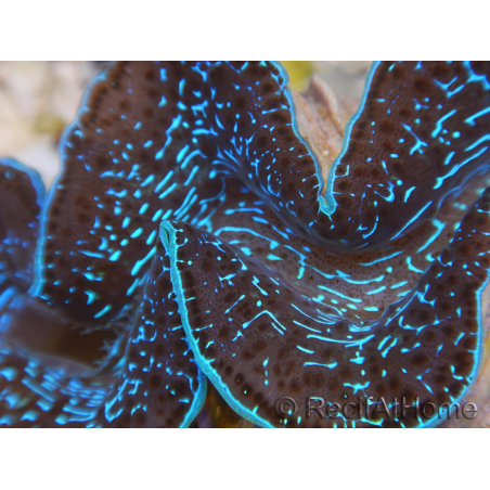 WYSIWYG Tridacna maxima XL Benitieri A2 (11 cm)