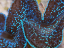 WYSIWYG Tridacna maxima XL Riesenmuscheln A2 (11 cm)