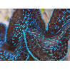 WYSIWYG Tridacna maxima XL Benitieri A2 (11 cm)
