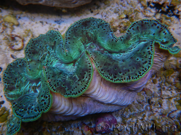 WYSIWYG Tridacna maxima XL Clams A3 (12 cm)