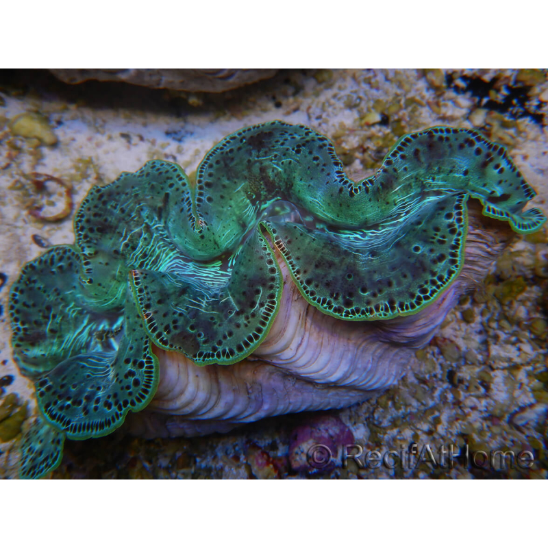 WYSIWYG Tridacna maxima XL Bénitiers A3 (12 cm) 