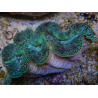 WYSIWYG Tridacna maxima XL Riesenmuscheln A3 (12 cm)
