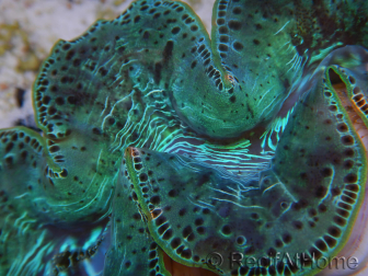 WYSIWYG Tridacna maxima XL Clams A3 (12 cm)