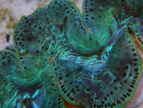 WYSIWYG Tridacna maxima XL Clams A3 (12 cm)