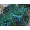 WYSIWYG Tridacna maxima XL Bénitiers A3 (14 cm) 