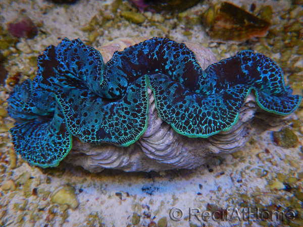 WYSIWYG Tridacna maxima XL Bénitiers A4 (14 cm) 