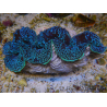 WYSIWYG Tridacna maxima XL Clams A4 (11 cm)