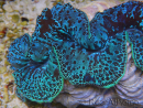 WYSIWYG Tridacna maxima XL Bénitiers A4 (14 cm) 