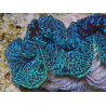 WYSIWYG Tridacna maxima XL Clams A4 (11 cm)