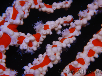 Trikentrion flabelliformis 19 cm A1