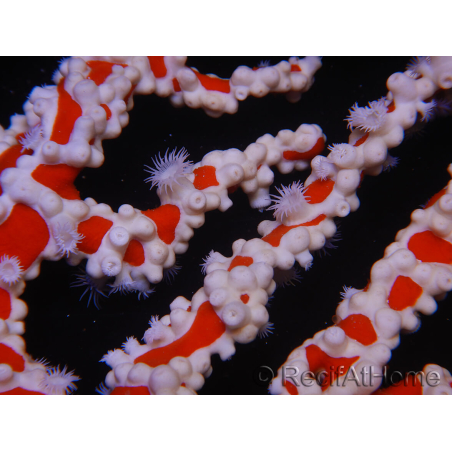 Trikentrion flabelliformis Eponge araignée