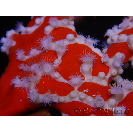 Trikentrion flabelliformis Eponge araignée