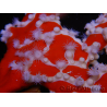 Trikentrion flabelliformis 19 cm A1