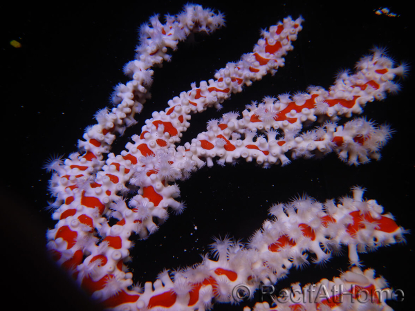 Trikentrion flabelliformis Spider sponge