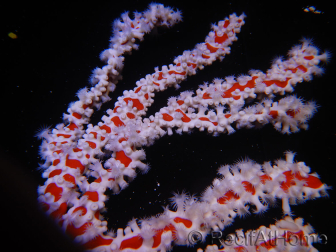 Trikentrion flabelliformis Spinnenschwamm