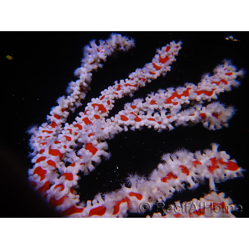 Trikentrion flabelliformis 23 cm A2