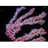 Trikentrion flabelliformis 23 cm A2