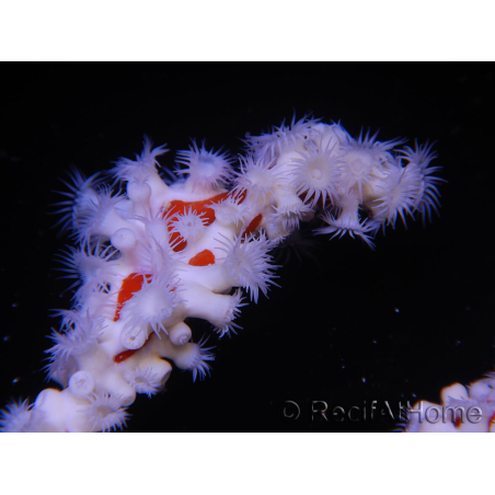 Trikentrion flabelliformis Spugna ragno