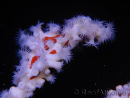 Trikentrion flabelliformis Spider sponge