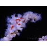 Trikentrion flabelliformis Spinnenschwamm
