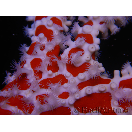 Trikentrion flabelliformis Spugna ragno