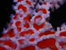 Trikentrion flabelliformis Spider sponge