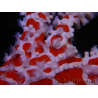 Trikentrion flabelliformis Spinnenschwamm