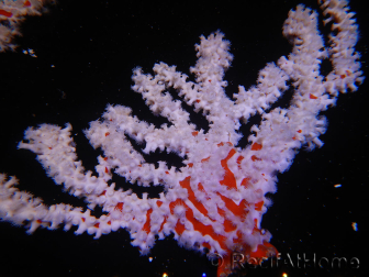 Trikentrion flabelliformis 25 cm A3