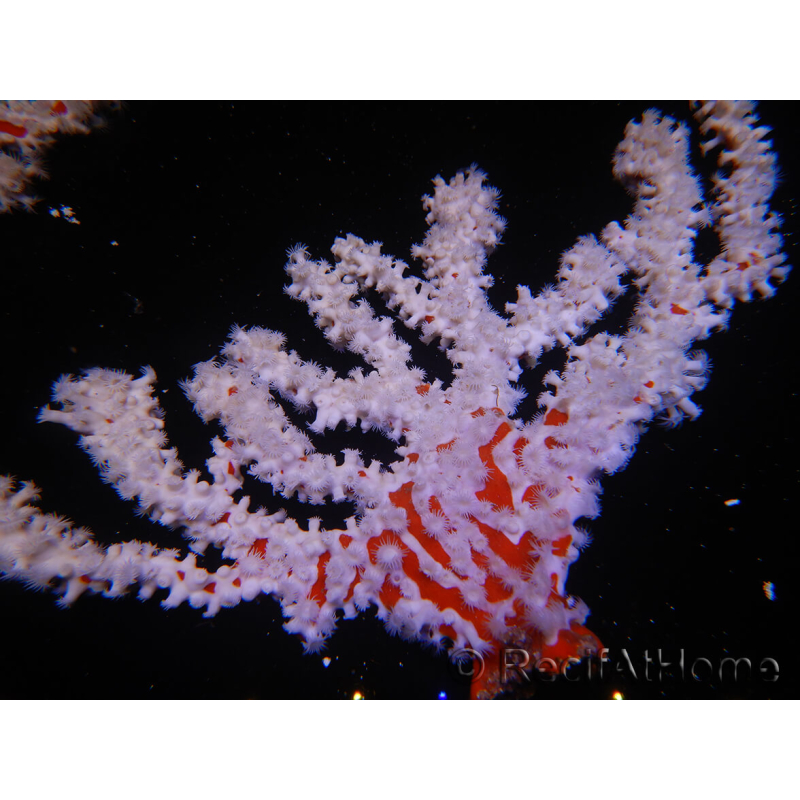 Trikentrion flabelliformis 25 cm A3