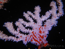 Trikentrion flabelliformis 25 cm A3