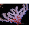 Trikentrion flabelliformis 25 cm A3