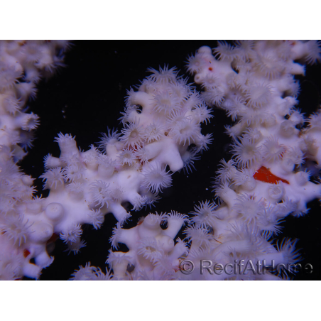 Trikentrion flabelliformis Spugna ragno