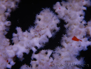 Trikentrion flabelliformis Spugna ragno